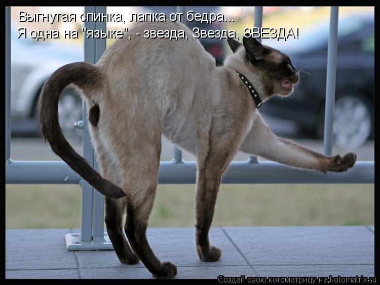 Котоматрица: Выгнутая спинка, лапка от бедра... Я одна на "языке", - звезда, Звезда, ЗВЕЗДА!