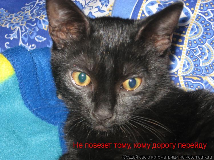 Котоматрица: Не повезет тому, кому дорогу перейду