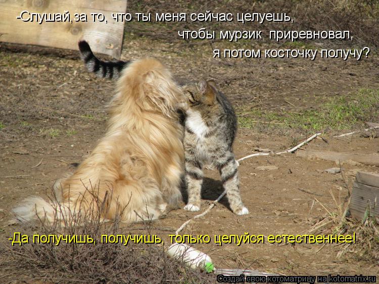 Котоматрица: -Слушай,за то, что ты меня сейчас целуешь, чтобы мурзик  приревновал, я потом косточку получу? -Да получишь, получишь, только целуйся естестве