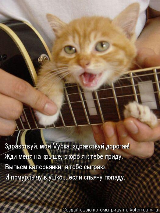Здравствуй, моя Мурка, здравствуй дорогая! Жди меня на крыше, скоро я к тебе приду. Выпьем валерьянки... Котоматрица: Здравствуй, моя Мурка, здравствуй дорогая! Жди меня на крыше, скоро я к тебе приду. Выпьем валерьянки, я тебе сыграю. И помурлычу в ушко,.. если