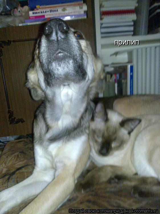 Котоматрица: прилип