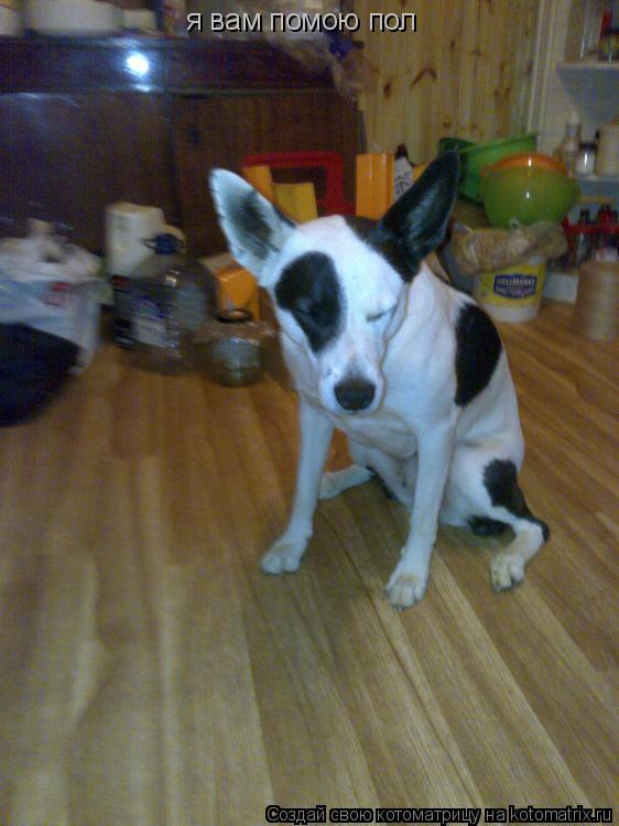 я вам помою пол... Котоматрица: я вам помою пол