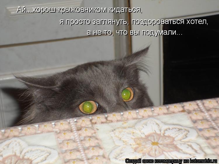 Ай...хорош крыжовником кидаться, я просто заглянуть, поздороваться хотел, а не то, что вы подумали...... Котоматрица: Ай...хорош крыжовником кидаться, я просто заглянуть, поздороваться хотел, а не то, что вы подумали...