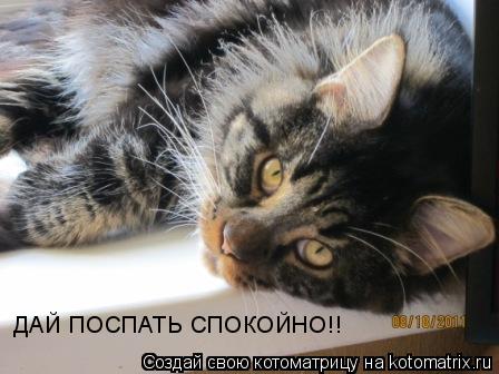 ДАЙ ПОСПАТЬ СПОКОЙНО!!... Котоматрица: ДАЙ ПОСПАТЬ СПОКОЙНО!!
