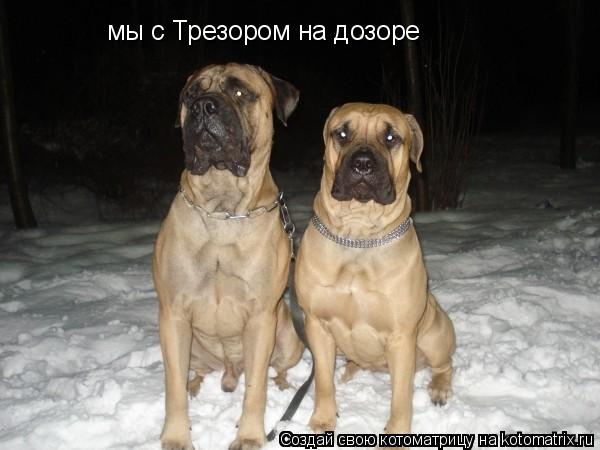 мы с Трезором на дозоре... Котоматрица: мы с Трезором на дозоре
