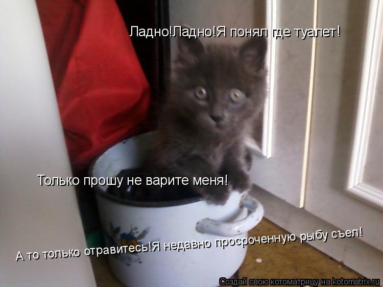Ладно!Ладно!Я понял где туалет ! Только прошу не варите меня! А то только отравитесь!Я недавно просро... Котоматрица: Ладно!Ладно!Я понял где туалет ! Только прошу не варите меня! А то только отравитесь!Я недавно просроченную рыбу съел!