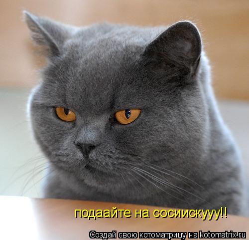 подаайте на сосиискууу!!... Котоматрица: подаайте на сосиискууу!!
