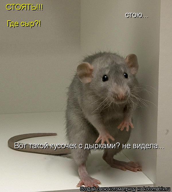 Котоматрица: СТОЯТЬ!!! стою... Где сыр?! Вот такой кусочек с дырками? не видела...