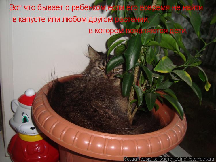 Вот что бывает с ребёнком,если его вовремя не найти в капусте или любом другом растении, в котором по... Котоматрица: Вот что бывает с ребёнком,если его вовремя не найти в капусте или любом другом растении, в котором появляются дети.