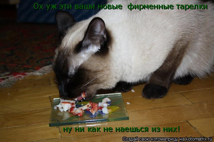 Ох уж эти ваши новые фирменные тарелки ну ни как не наешься из них!... Котоматрица: Ох уж эти ваши новые фирменные тарелки ну ни как не наешься из них!