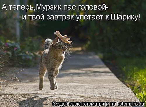 А теперь,Мурзик,пас головой- и твой завтрак улетает к Шарику!... Котоматрица: А теперь,Мурзик,пас головой- и твой завтрак улетает к Шарику!