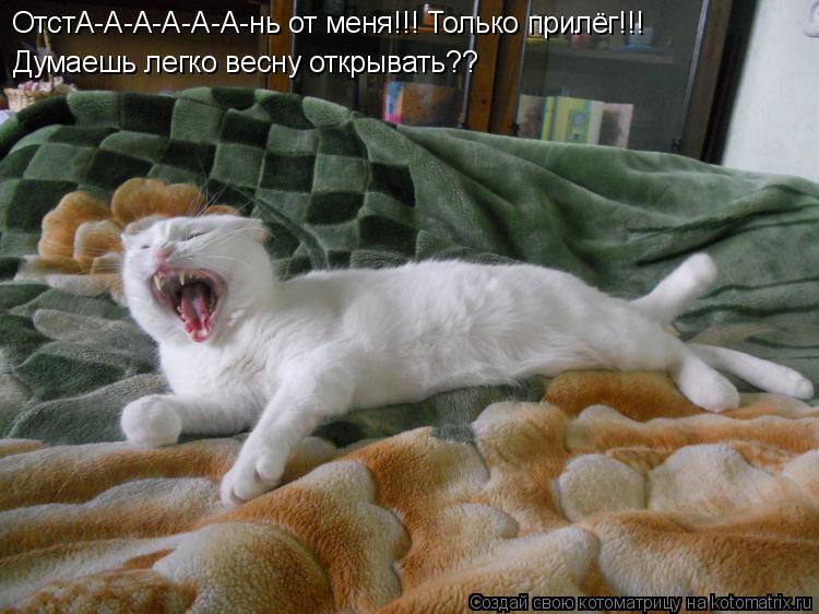 ОтстА-А-А-А-А-А-нь от меня!!! Только прилёг!!! Думаешь легко весну открывать??... Котоматрица: ОтстА-А-А-А-А-А-нь от меня!!! Только прилёг!!! Думаешь легко весну открывать??