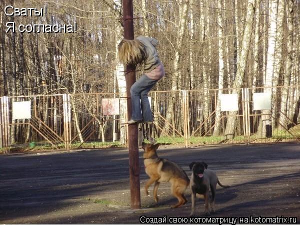 Сваты! Я согласна!... Котоматрица: Сваты! Я согласна!