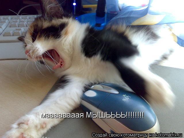 маааааааая МЫШЬЬЬЬ!!!!!!!!... Котоматрица: маааааааая МЫШЬЬЬЬ!!!!!!!!
