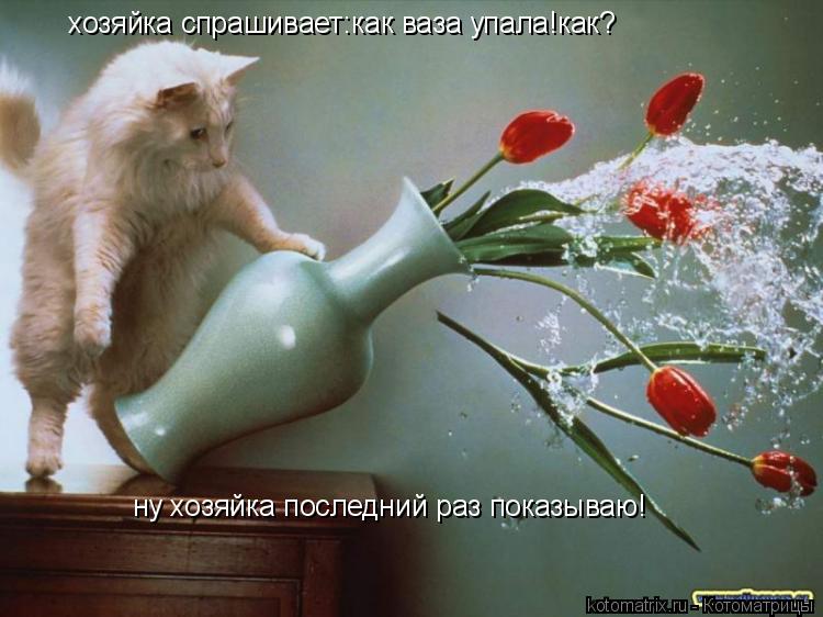 хозяйка спрашивает:как ваза упала!как? ну хозяйка последний раз показываю!... Котоматрица: хозяйка спрашивает:как ваза упала!как? ну хозяйка последний раз показываю!