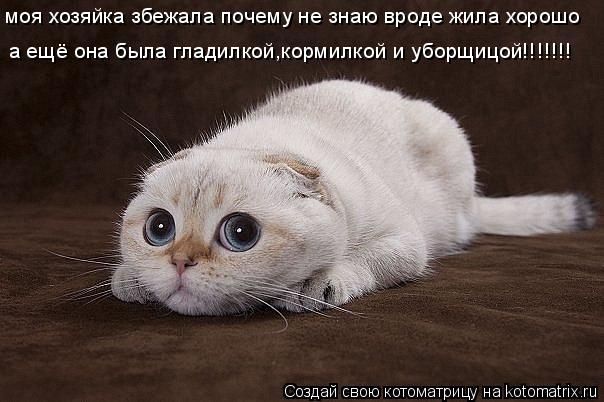 моя хозяйка збежала почему не знаю вроде жила хорошо а ещё она была гладилкой,кормилкой и уборщицой!!... Котоматрица: моя хозяйка збежала почему не знаю вроде жила хорошо а ещё она была гладилкой,кормилкой и уборщицой!!!!!!!