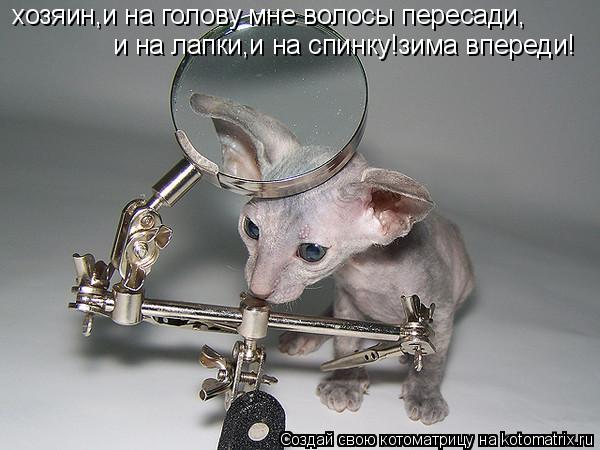 хозяин,и на голову мне волосы пересади, и на лапки,и на спинку!зима впереди!... Котоматрица: хозяин,и на голову мне волосы пересади, и на лапки,и на спинку!зима впереди!