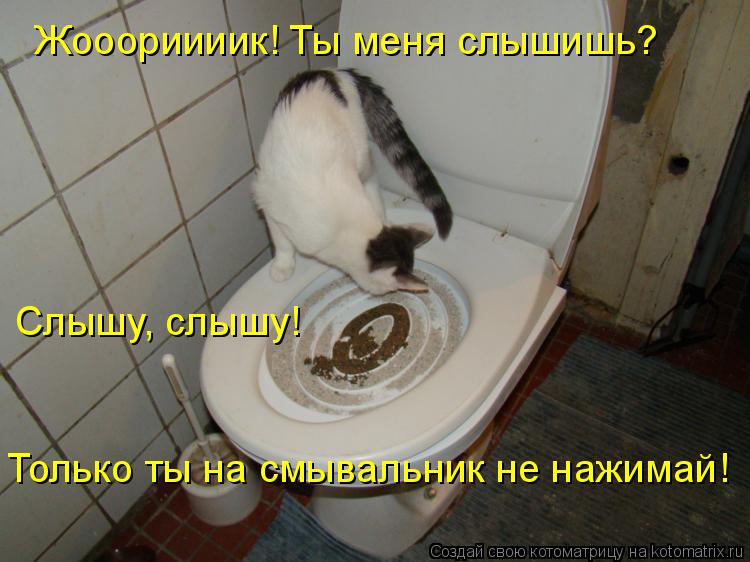 Жооориииик! Ты меня слышишь? Слышу, слышу! Только ты на смывальник не нажимай!... Котоматрица: Жооориииик! Ты меня слышишь? Слышу, слышу! Только ты на смывальник не нажимай!