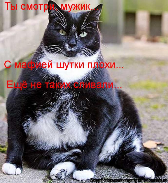Ты смотри, мужик... С мафией шутки плохи... Ещё не таких сливали...... Котоматрица: Ты смотри, мужик... С мафией шутки плохи... Ещё не таких сливали...
