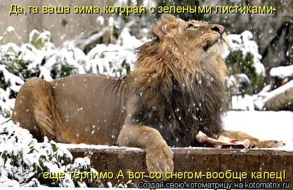Да,та ваша зима,которая с зелеными листиками- еще терпимо.А вот со снегом-вообще капец!... Котоматрица: Да,та ваша зима,которая с зелеными листиками- еще терпимо.А вот со снегом-вообще капец!
