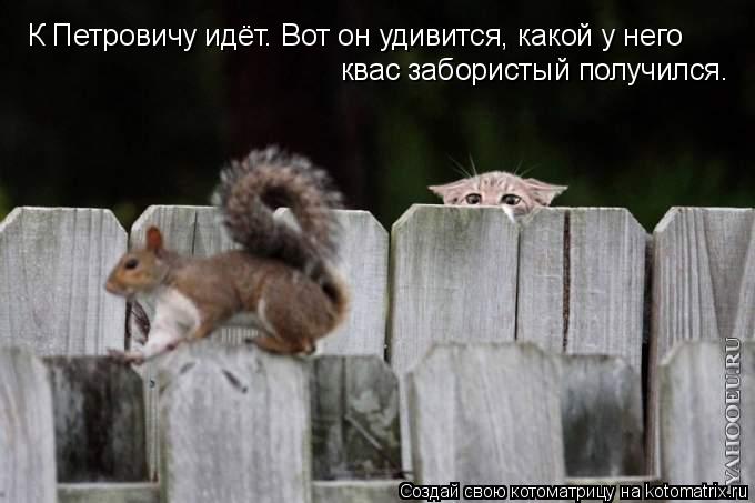 Котоматрица: К Петровичу идёт. Вот он удивится, какой у него квас забористый получился.