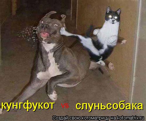 Котоматрица: кунгфукот слуньсобака vs