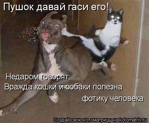 Котоматрица: Пушок давай гаси его! Недаром говорят: Вражда кошки и собаки полезна  фотику человека