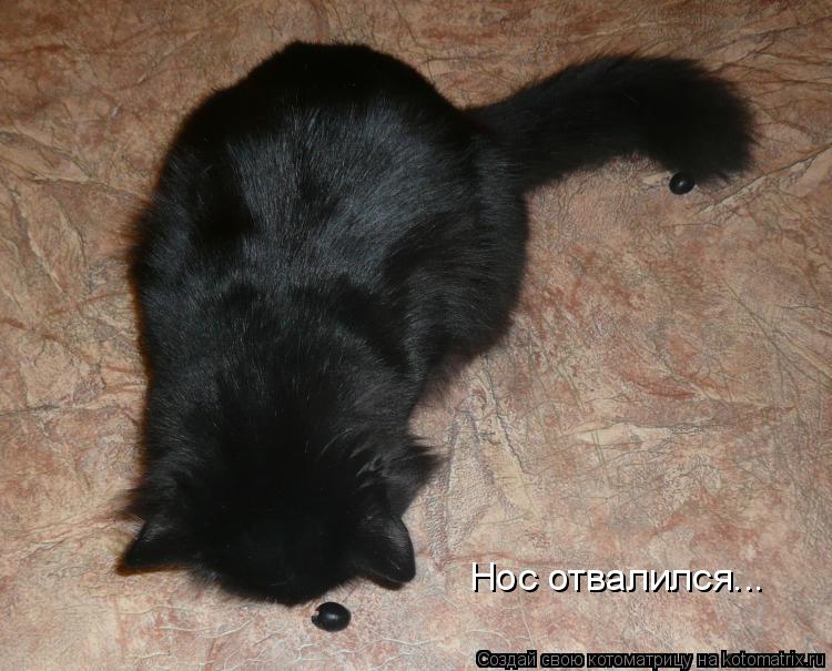 Котоматрица: Нос отвалился...