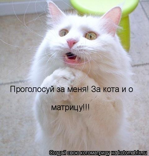 Котоматрица: Проголосуй за меня! За кота и о  матрицу!!!
