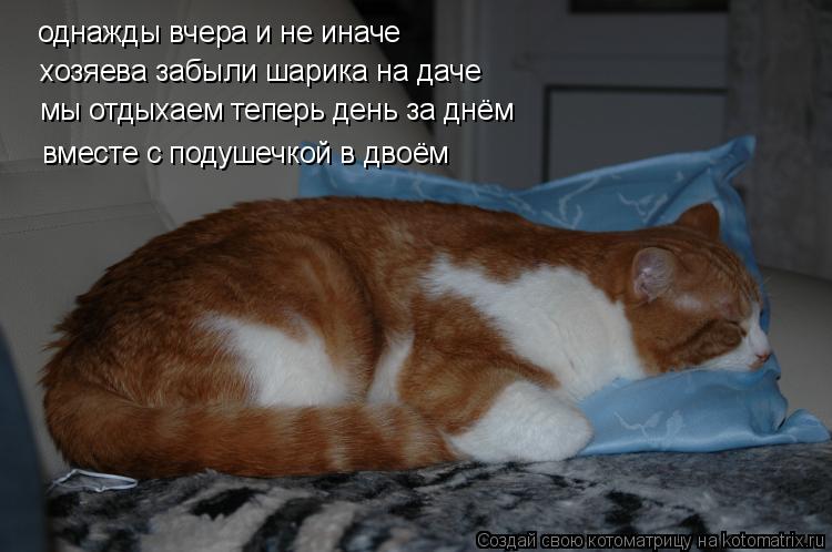 Котоматрица: однажды вчера и не иначе хозяева забыли шарика на даче мы отдыхаем теперь день за днём  вместе с подушечкой в двоём