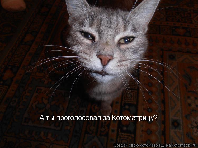 Котоматрица: А ты проголосовал за Котоматрицу?