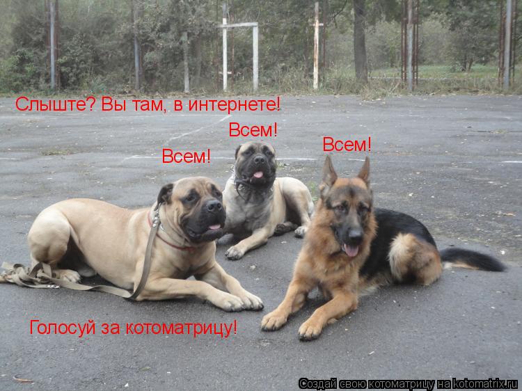 Котоматрица: Слыште? Вы там, в интернете!  Всем! Всем! Всем! Голосуй за котоматрицу!