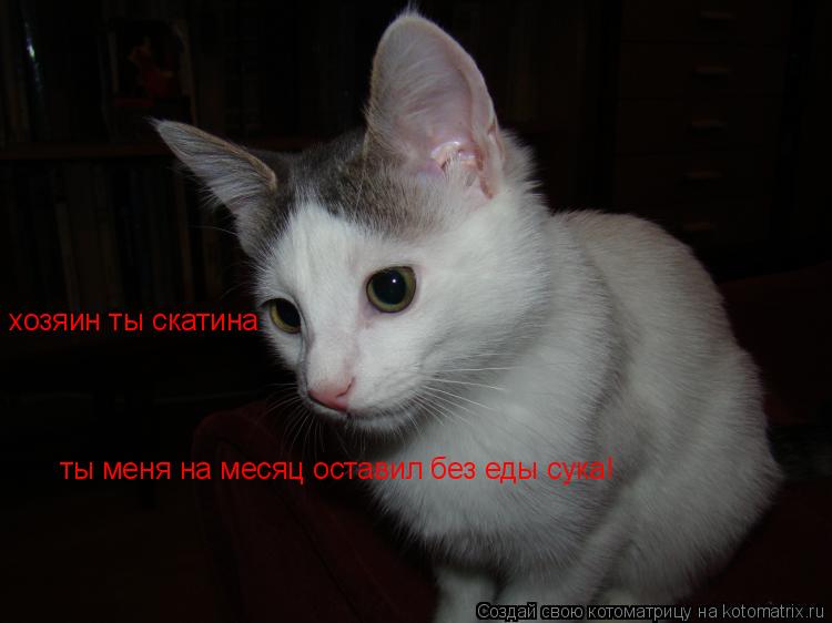 Котоматрица: хозяин ты скатина ты меня на месяц оставил без еды сука!