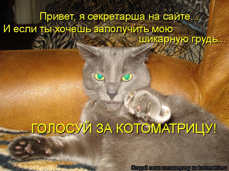 Котоматрица: Привет, я секретарша на сайте... И если ты хочешь заполучить мою  шикарную грудь...  ГОЛОСУЙ ЗА КОТОМАТРИЦУ!