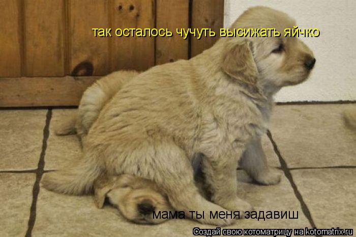 Котоматрица: так осталось чучуть высижать яйчко мама ты меня задавиш