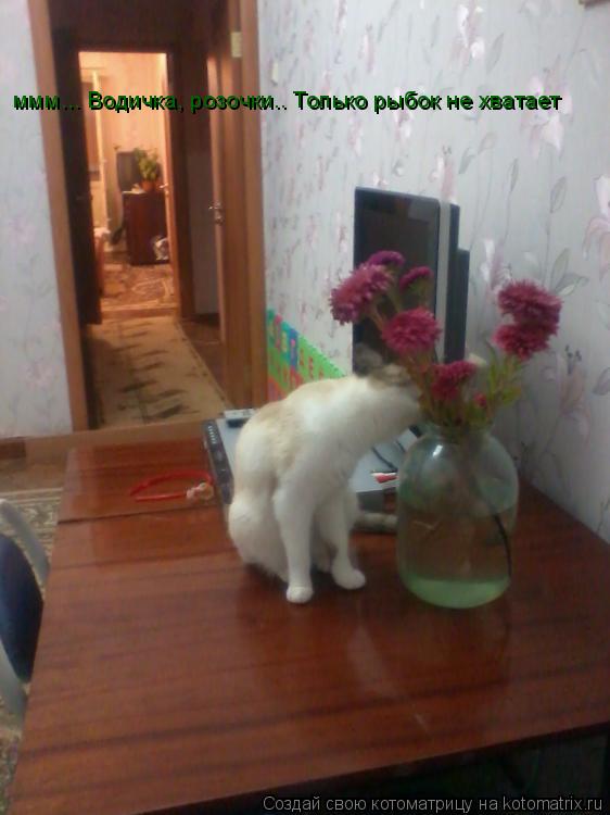 Котоматрица: ммм... Водичка, розочки.. Только рыбок не хватает