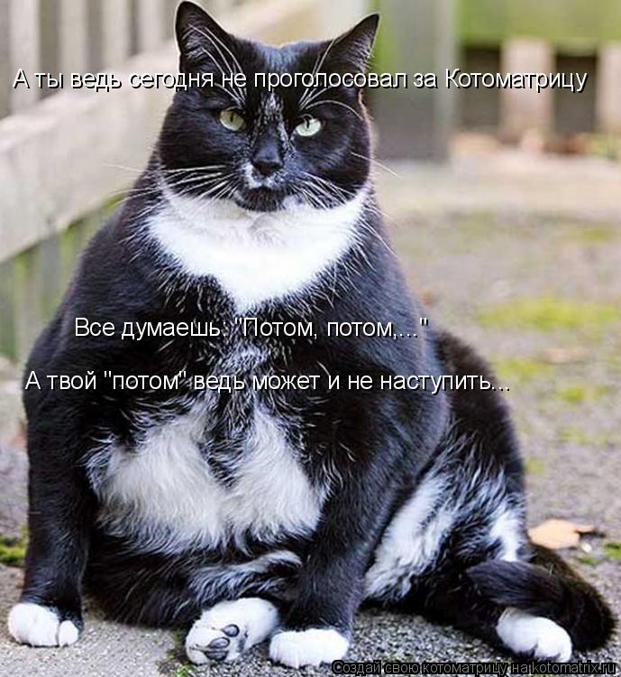 Котоматрица: А ты ведь сегодня не проголосовал за Котоматрицу Все думаешь: "Потом, потом,..." А твой "потом" ведь может и не наступить...