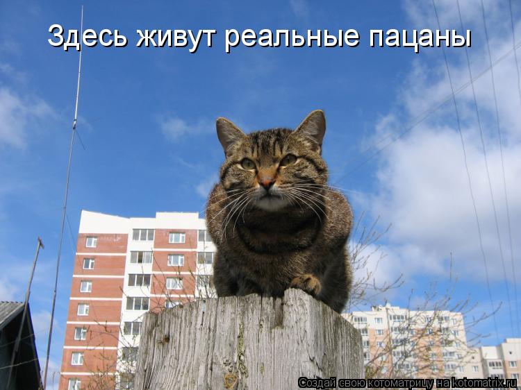 Котоматрица: Здесь живут реальные пацаны