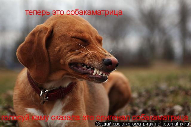 Котоматрица: теперь это собакаматрица голосуй каму сказала это оригенал собакаматрица