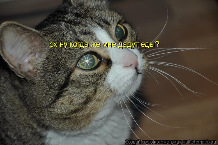 Котоматрица: ох ну когда же мне дадут еды?