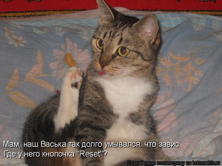 Котоматрица: Мам, наш Васька так долго умывался. что завис. Где у него кнопочка "Reset"?