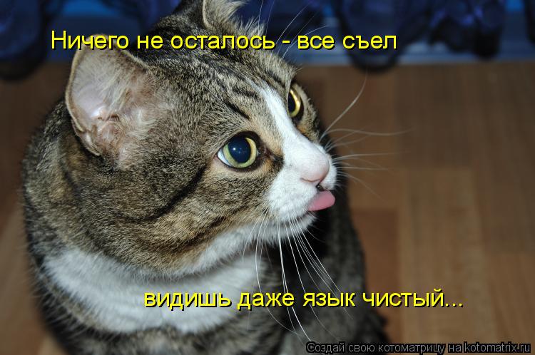 Котоматрица: Ничего не осталось - все съел видишь даже язык чистый...