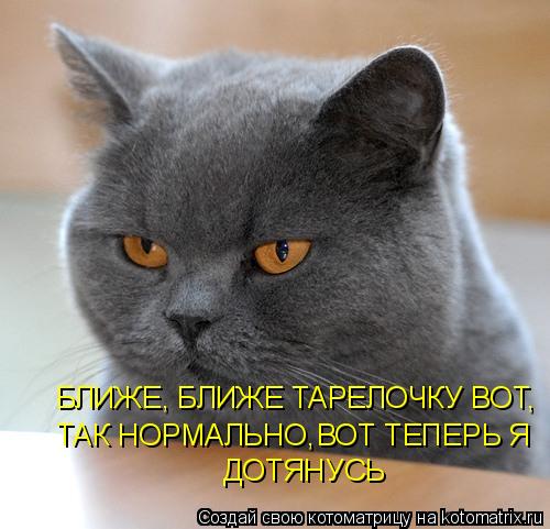 Котоматрица: БЛИЖЕ, БЛИЖЕ ТАРЕЛОЧКУ ВОТ, ТАК НОРМАЛЬНО, ВОТ ТЕПЕРЬ Я ДОТЯНУСЬ