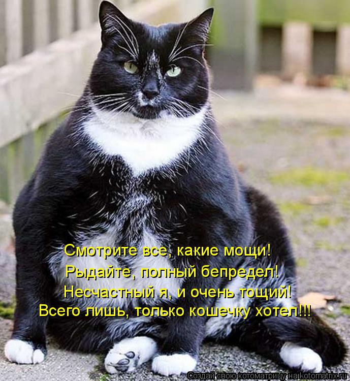 Котоматрица: Смотрите все, какие мощи! Рыдайте, полный бепредел! Несчастный я, и очень тощий! Всего лишь, только кошечку хотел!!!