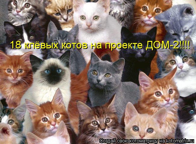 Котоматрица: 18 клёвых котов на проекте ДОМ-2!!!!