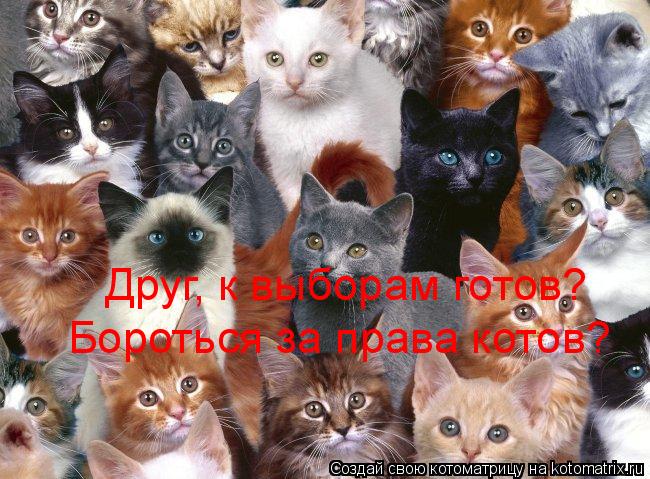 Котоматрица: Друг, к выборам готов? Бороться за права котов?