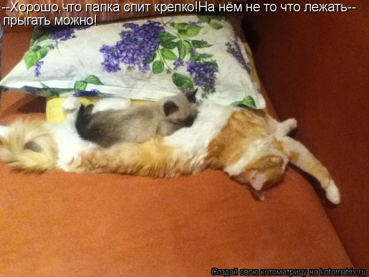 Котоматрица: --Хорошо,что папка спит крепко!На нём не то что лежать-- прыгать можно!