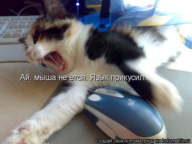 Котоматрица: Ай. мыша не ется. Язык прикусил..