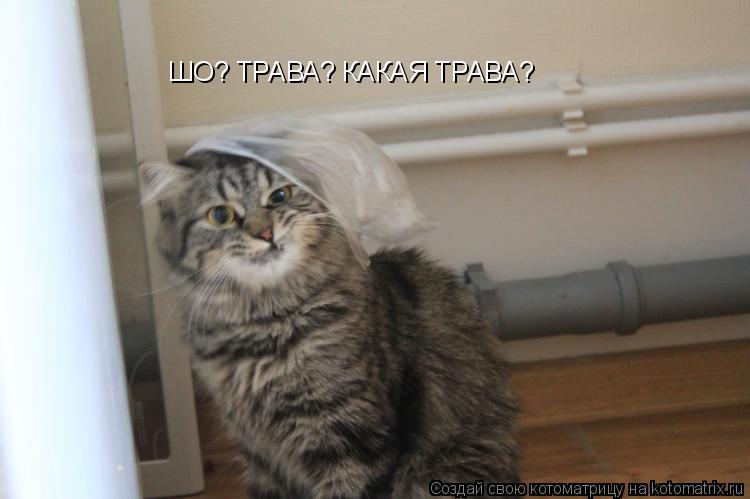 Котоматрица: ШО? ТРАВА? КАКАЯ ТРАВА?