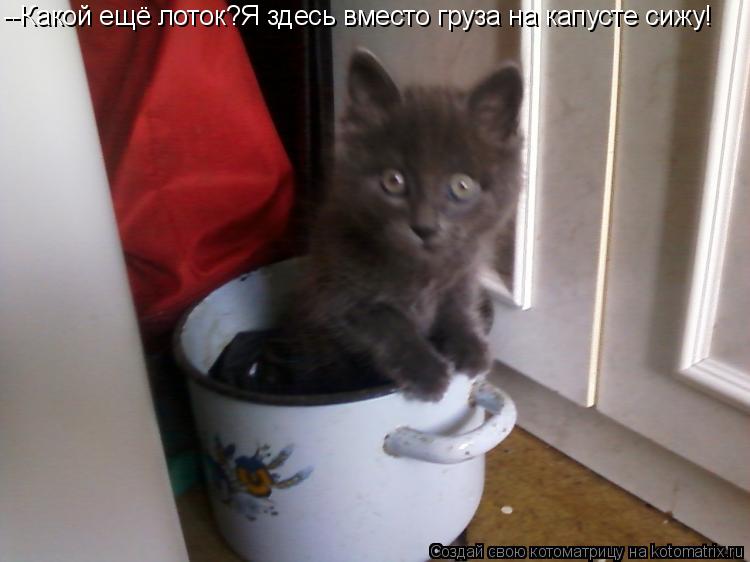 Котоматрица: --Какой ещё лоток?Я здесь вместо груза на капусте сижу!